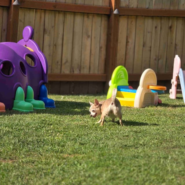 Salem's Finest Chihuahuas - "Piper" Adult, Blue Merle, smooth coat Fem media 8