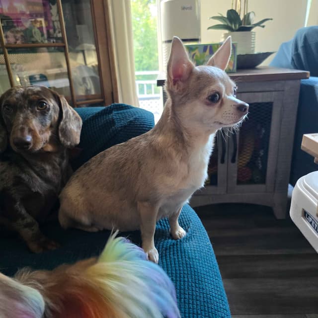 Salem's Finest Chihuahuas - "Piper" Adult, Blue Merle, smooth coat Fem media 10