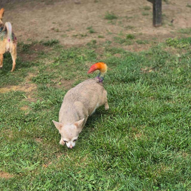 Salem's Finest Chihuahuas - "Piper" Adult, Blue Merle, smooth coat Fem media 12