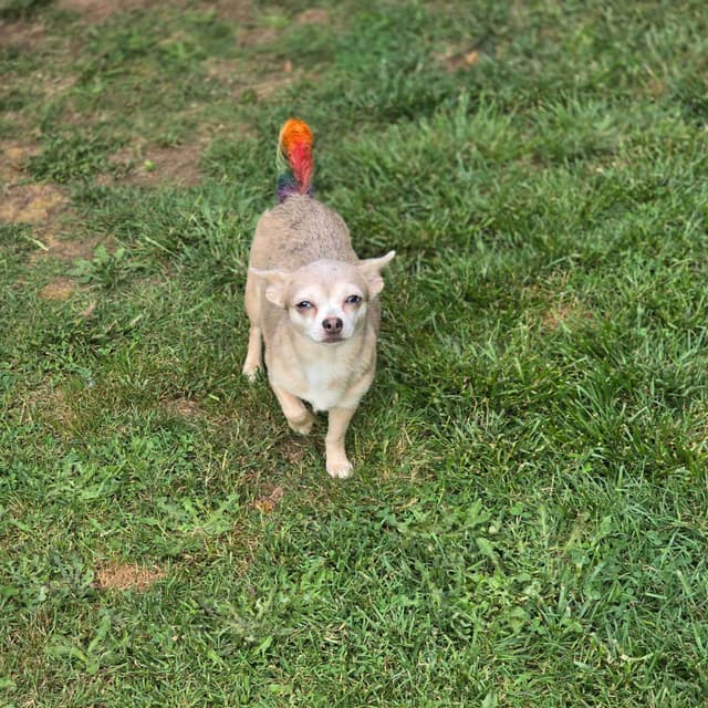 Salem's Finest Chihuahuas - "Piper" Adult, Blue Merle, smooth coat Fem media 11