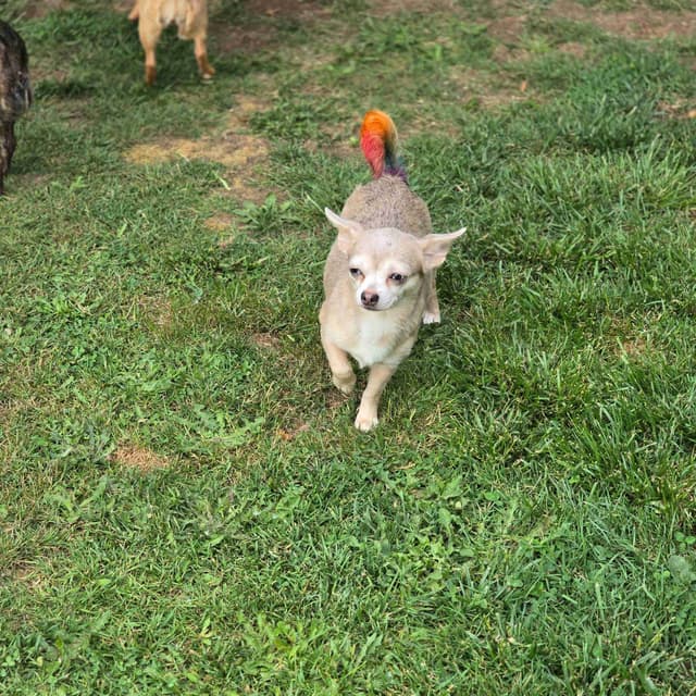 Salem's Finest Chihuahuas - "Piper" Adult, Blue Merle, smooth coat Fem media 13