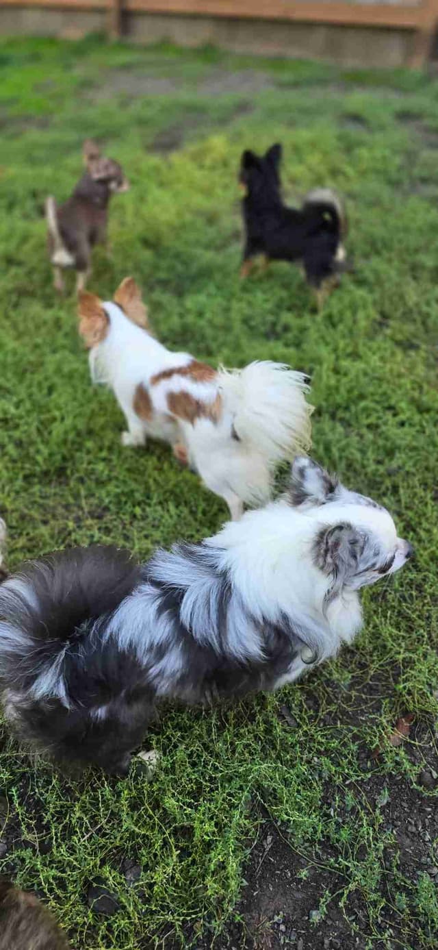 Salem's Finest Chihuahuas - "Meeshka" media 2