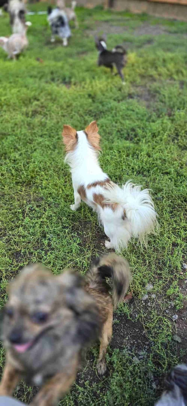 Salem's Finest Chihuahuas - "Meeshka" media 3