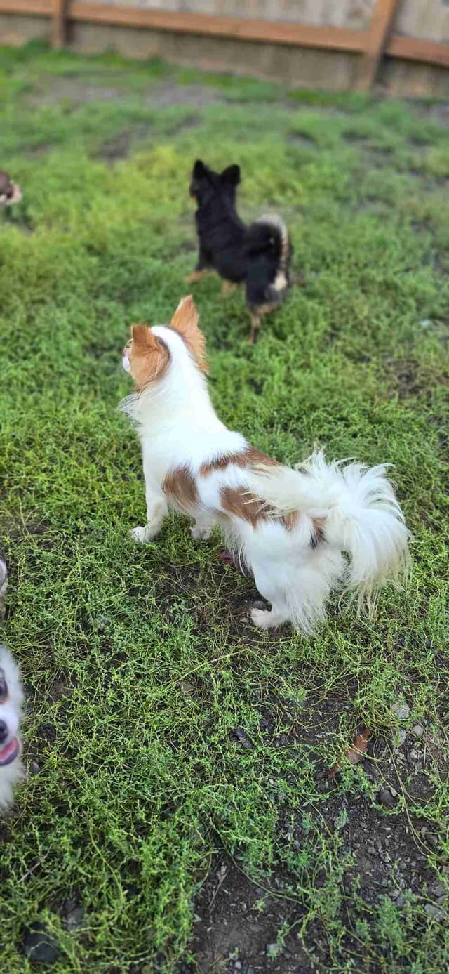 Salem's Finest Chihuahuas - "Meeshka" media 4