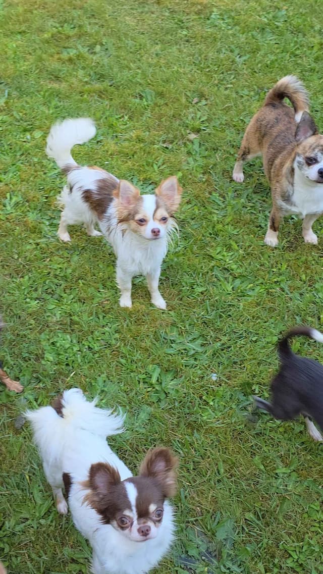 Salem's Finest Chihuahuas - "Meeshka" media 5
