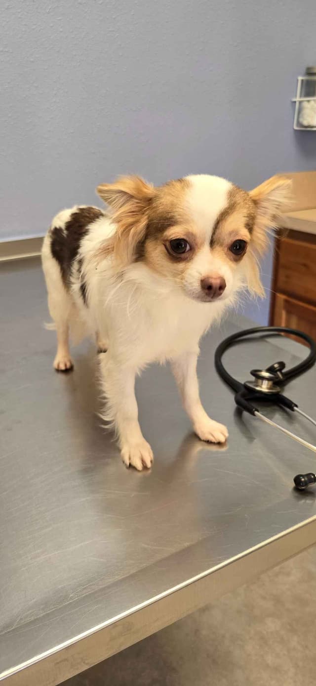 Salem's Finest Chihuahuas - "Meeshka" media 7