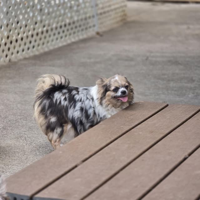 Salem's Finest Chihuahuas - "Sabreena" Adult, blue Merle female, long media 2