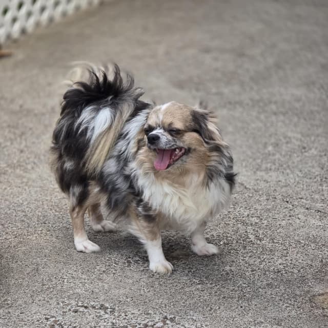 Salem's Finest Chihuahuas - "Sabreena" Adult, blue Merle female, long media 4