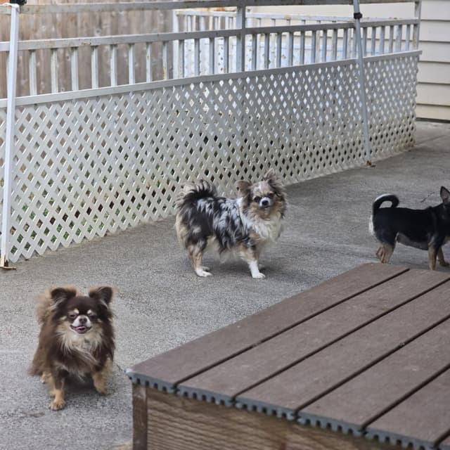Salem's Finest Chihuahuas - "Sabreena" Adult, blue Merle female, long media 6