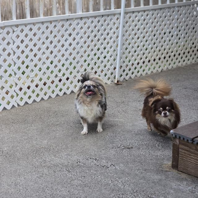 Salem's Finest Chihuahuas - "Sabreena" Adult, blue Merle female, long media 7