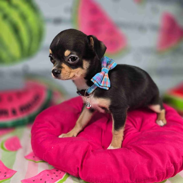 Salem's Finest Chihuahuas- "Bamboo" male media 12