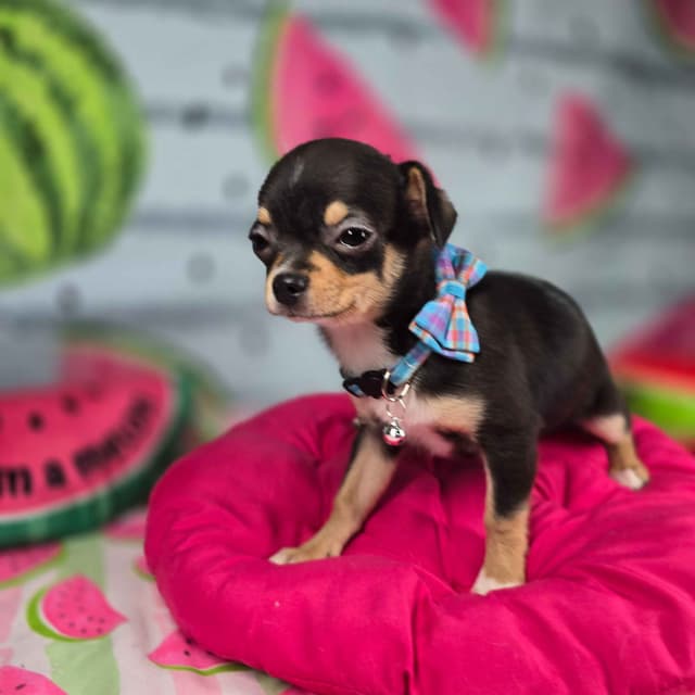 Salem's Finest Chihuahuas- "Bamboo" male media 3