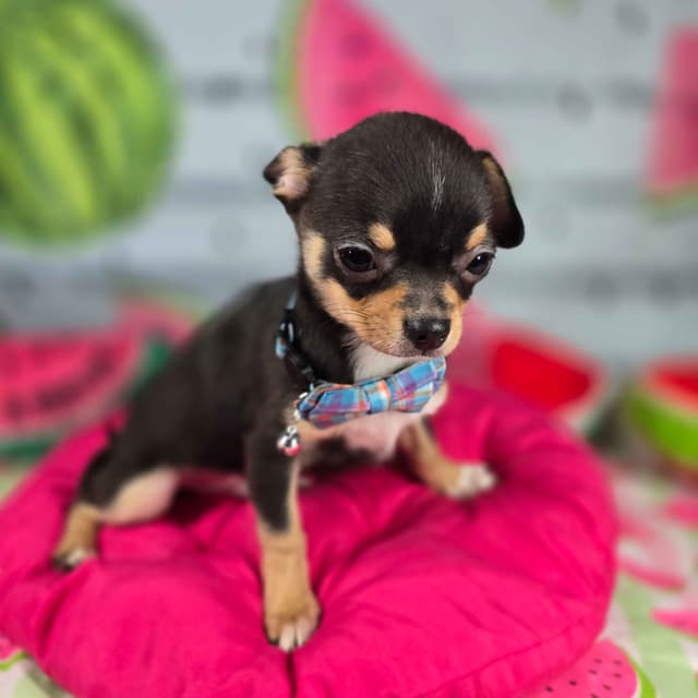Salem's Finest Chihuahuas- "Bamboo" male media 4