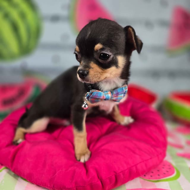 Salem's Finest Chihuahuas- "Bamboo" male media 5