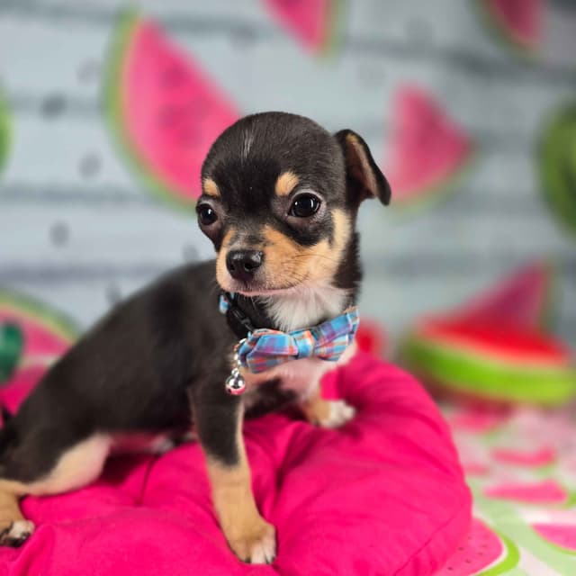 Salem's Finest Chihuahuas- "Bamboo" male media 6