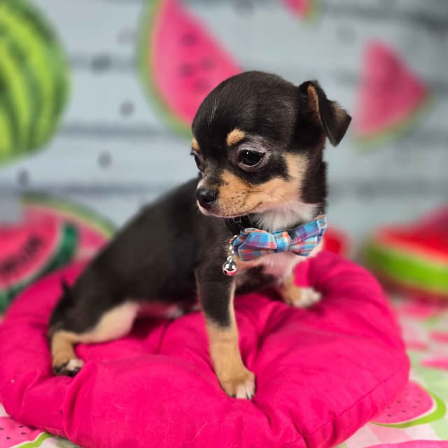 Salem's Finest Chihuahuas- "Bamboo" male media 7