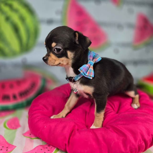 Salem's Finest Chihuahuas- "Bamboo" male media 8