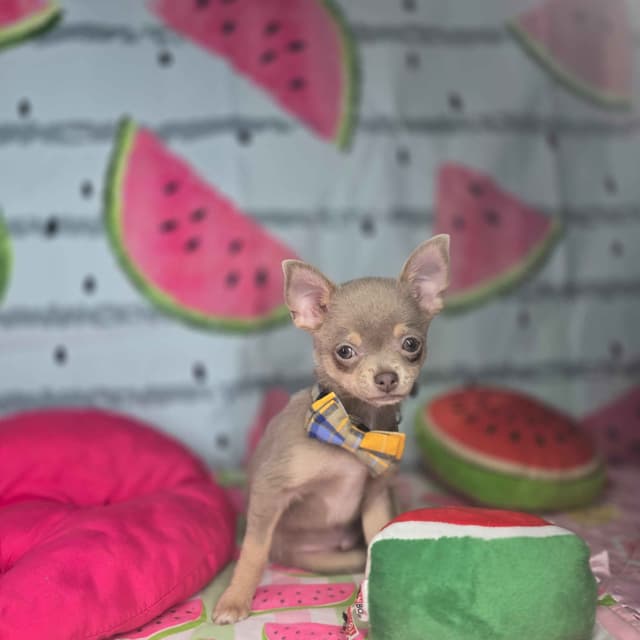 Salem's Finest Chihuahuas- "Flambeaux" smooth coat media 6