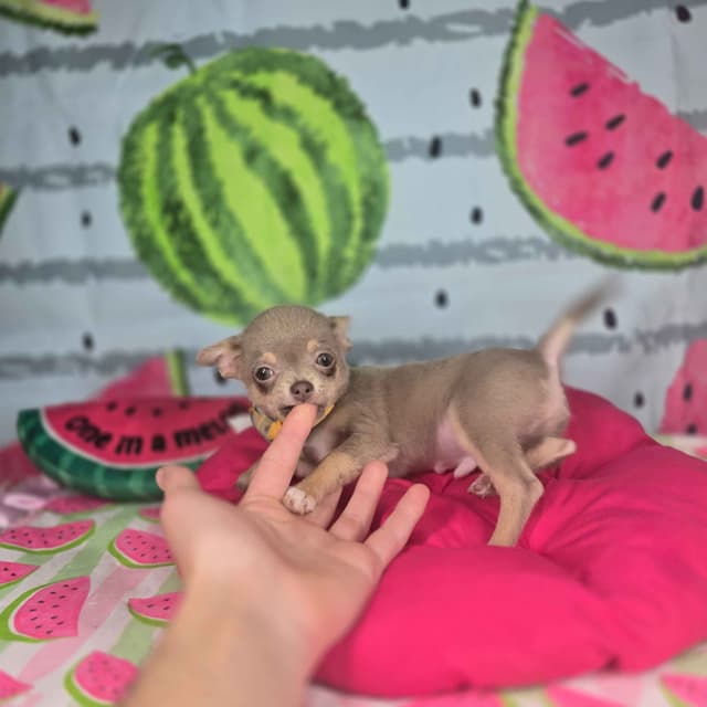Salem's Finest Chihuahuas- "Flambeaux" smooth coat media 8