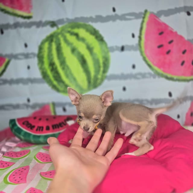 Salem's Finest Chihuahuas- "Flambeaux" smooth coat media 9