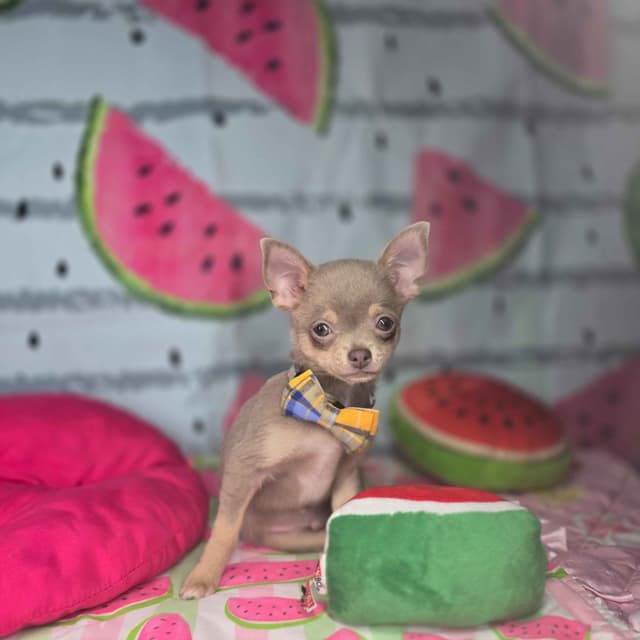 Salem's Finest Chihuahuas- "Flambeaux" smooth coat media 10