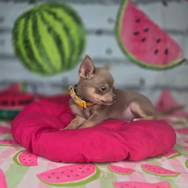 Salem's Finest Chihuahuas- "Flambeaux" smooth coat media 11