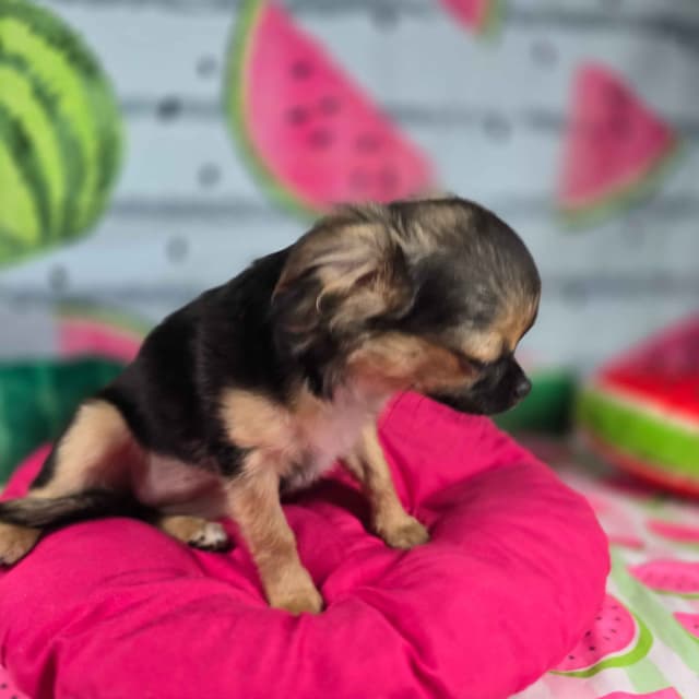 Salem's Finest Chihuahuas - "May & June" long coat females media 16