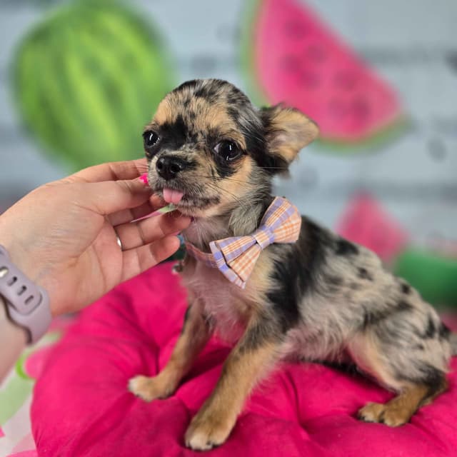 Salem's Finest Chihuahuas - "May & June" long coat females media 21