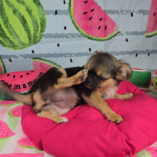 Salem's Finest Chihuahuas - "May & June" long coat females media 26
