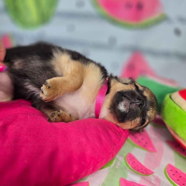 Salem's Finest Chihuahuas - "May & June" long coat females media 20