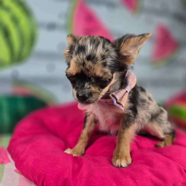 Salem's Finest Chihuahuas - "May & June" long coat females media 23