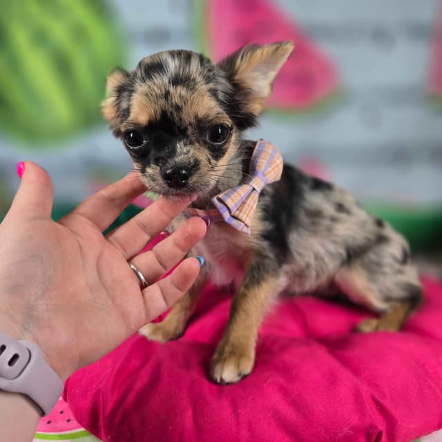 Salem's Finest Chihuahuas - "May & June" long coat females media 24