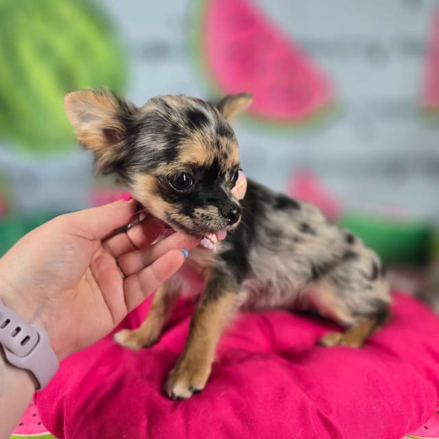 Salem's Finest Chihuahuas - "May & June" long coat females media 25