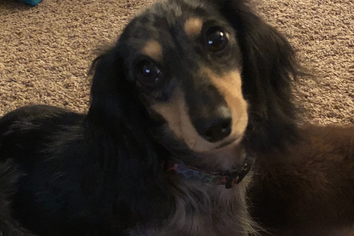 Dachshund Puppies breeder image 1
