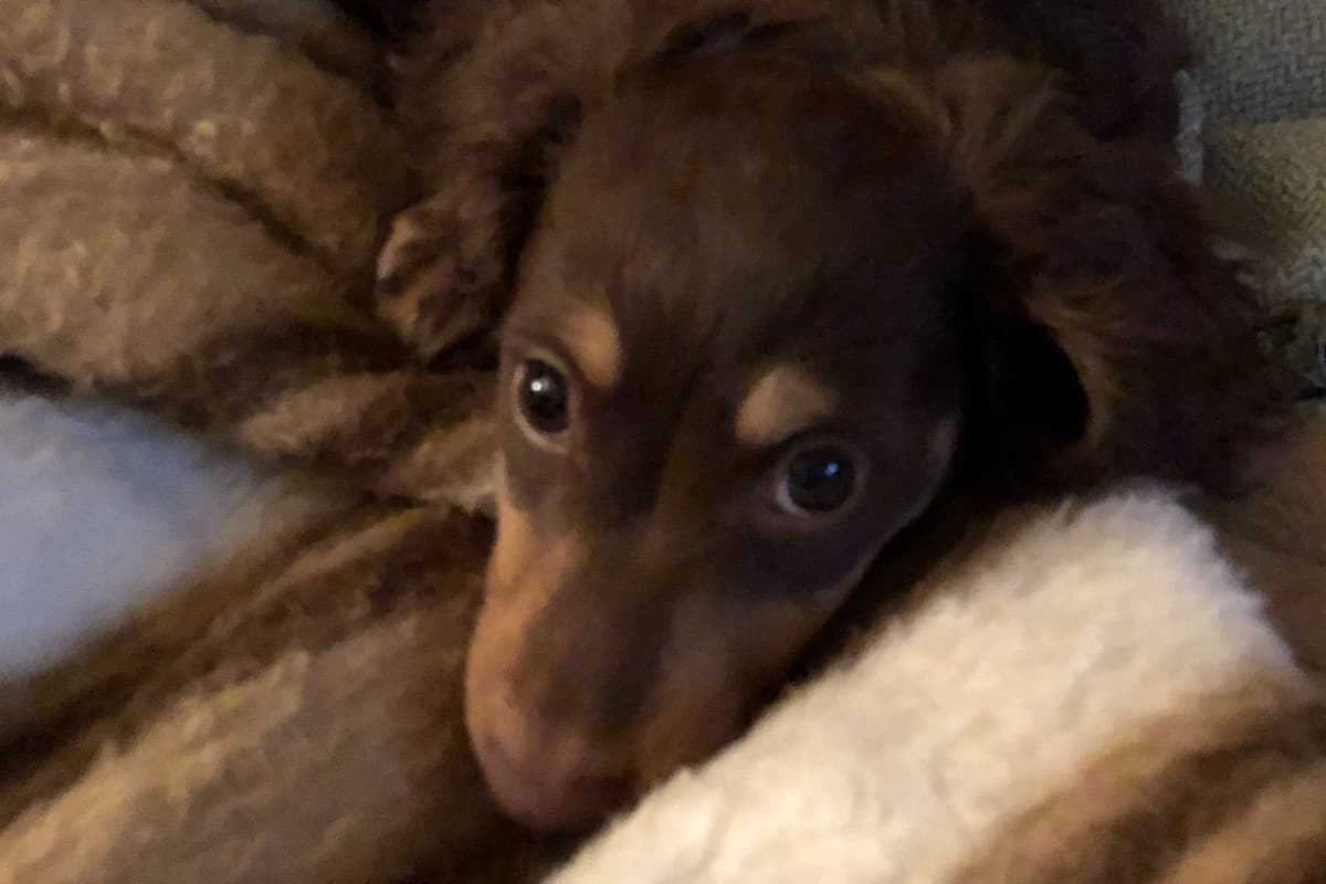 Dachshund Puppies breeder image 2