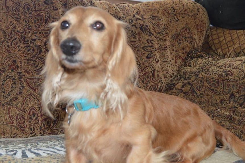 Dachshund Puppies breeder image 3