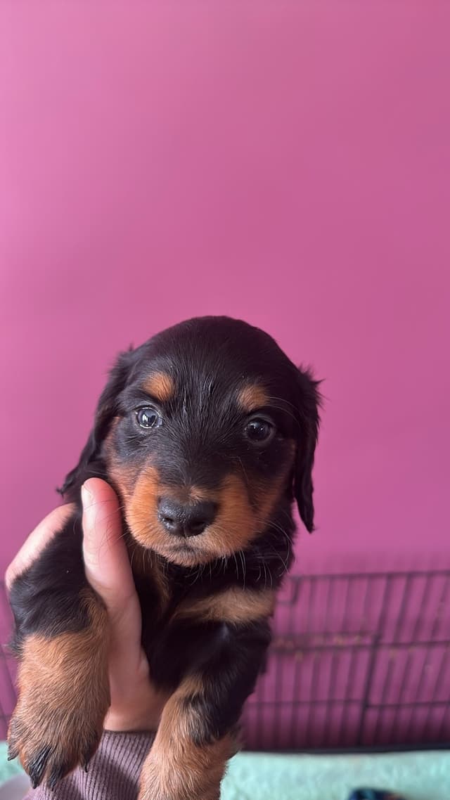 Dachshund Puppies media 2