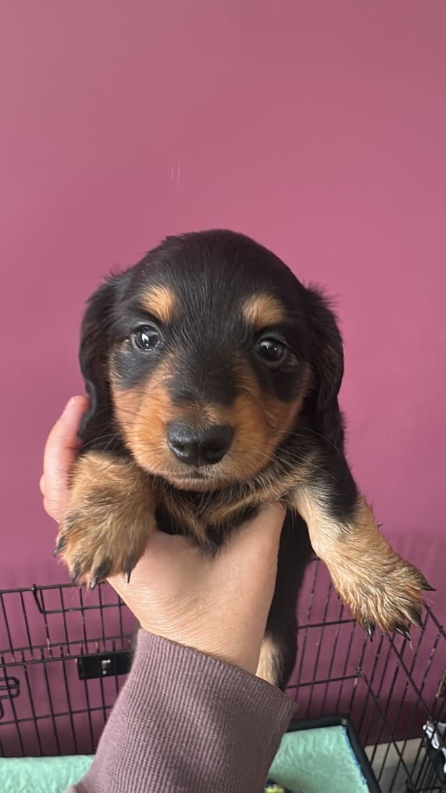 Dachshund Puppies media 3