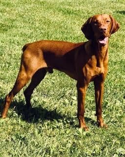 Vizsla Puppies breeder image 5