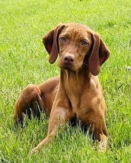 Vizsla Puppies breeder image 6