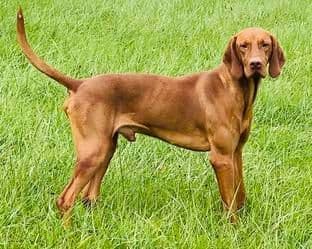 Vizsla Puppies media 3