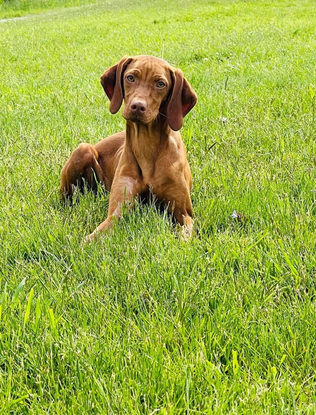Vizsla Puppies media 4