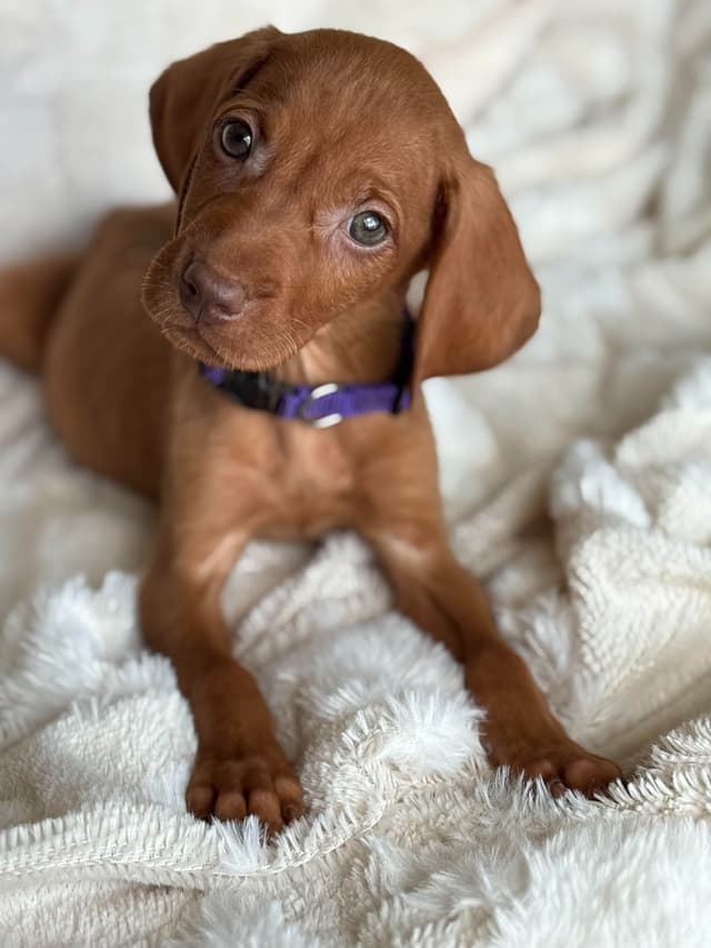 Vizsla Puppies media 2