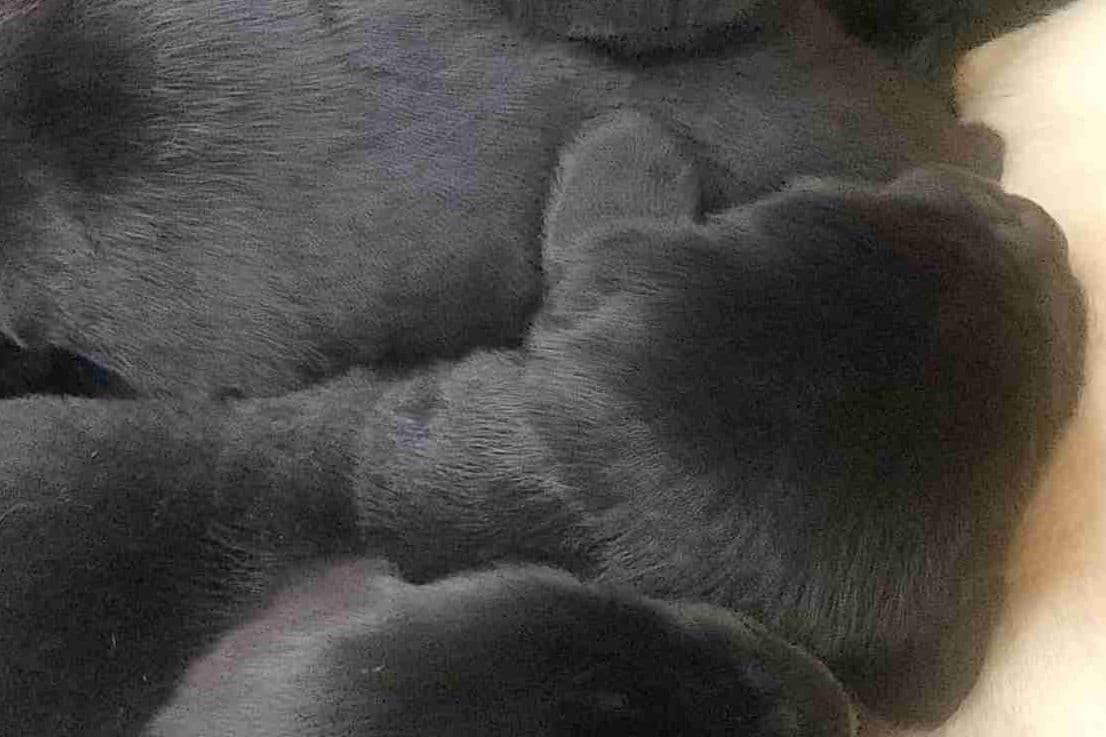 Labrador Retriever Puppies breeder image 1