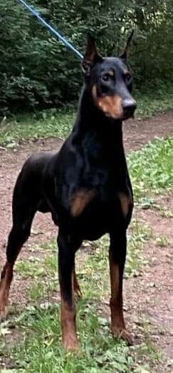 AKC Doberman Pinscher Puppies media 2