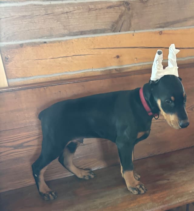 AKC Doberman Pinscher Puppies media 3