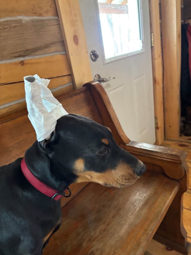 AKC Doberman Pinscher Puppies media 4