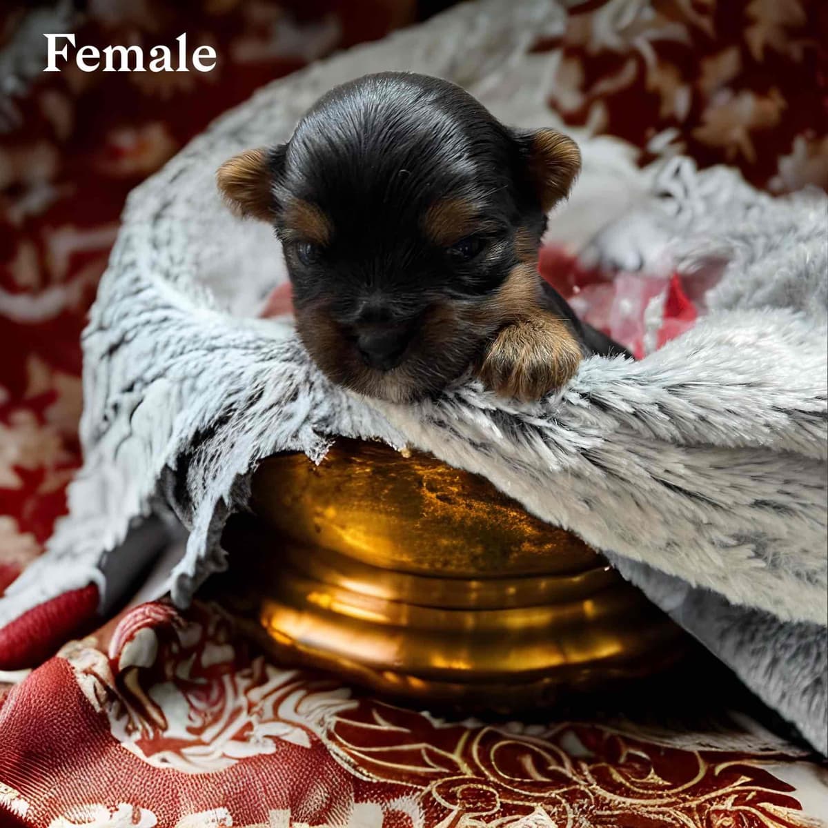 Yorkshire Terrier Puppies breeder image 16