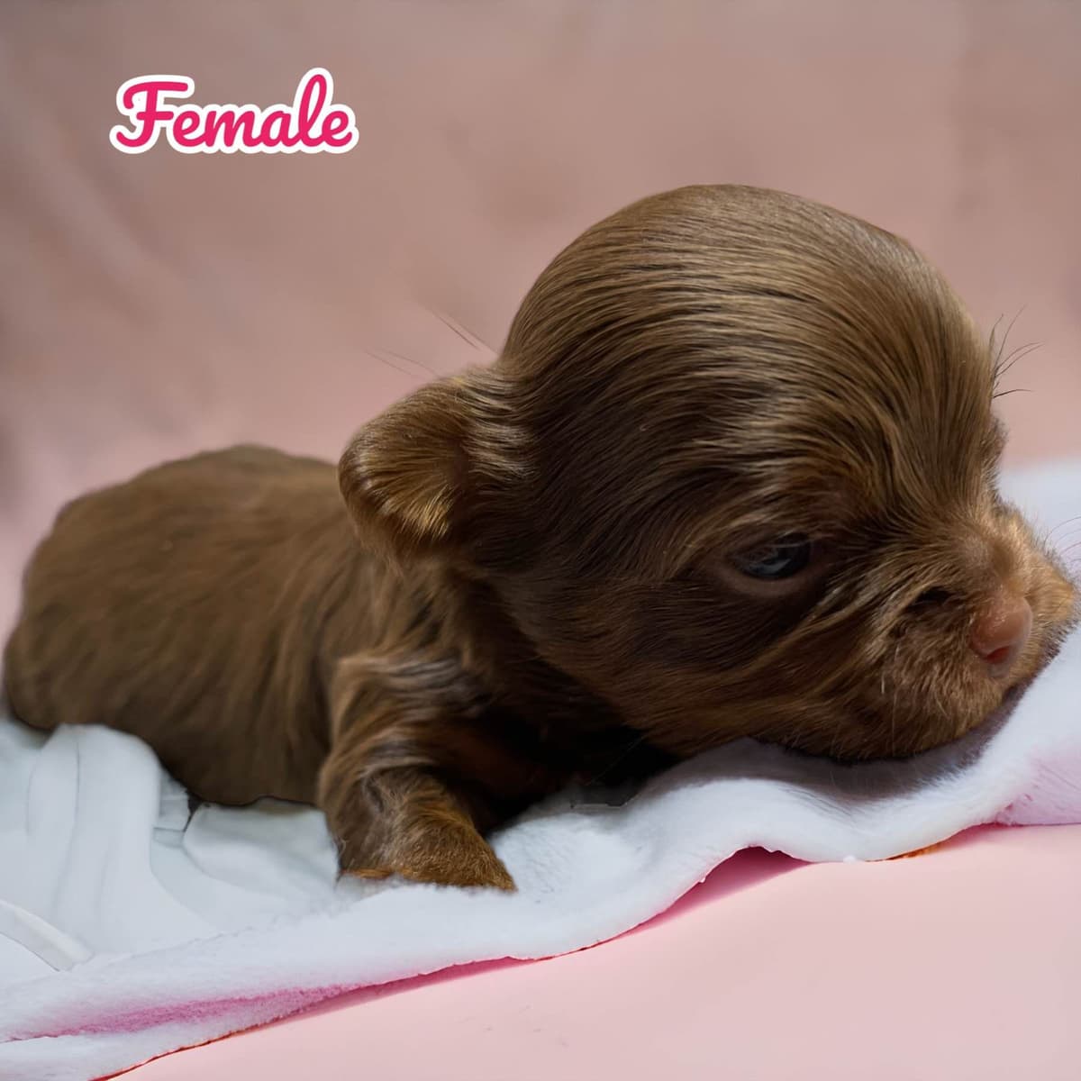 Yorkshire Terrier Puppies breeder image 17