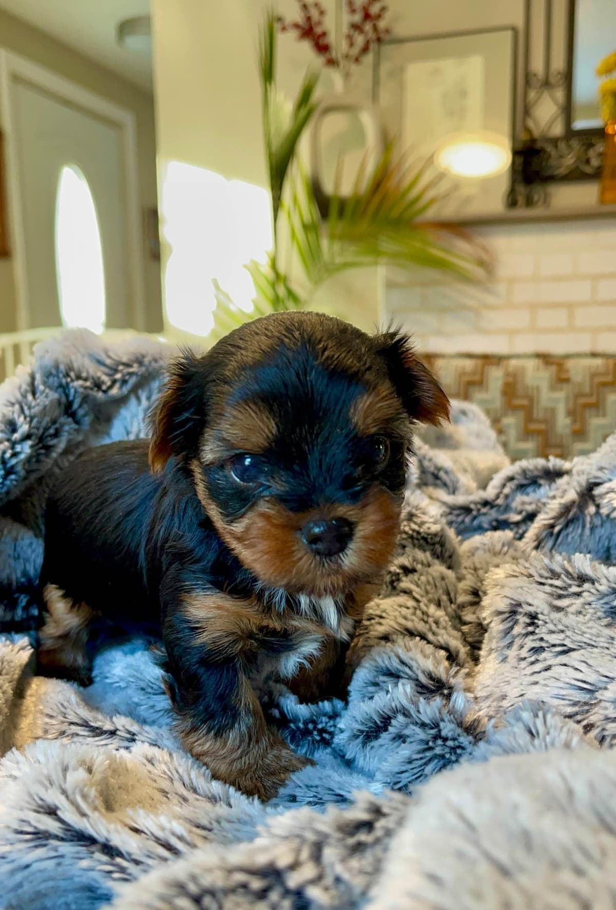 Yorkshire Terrier Puppies breeder image 4